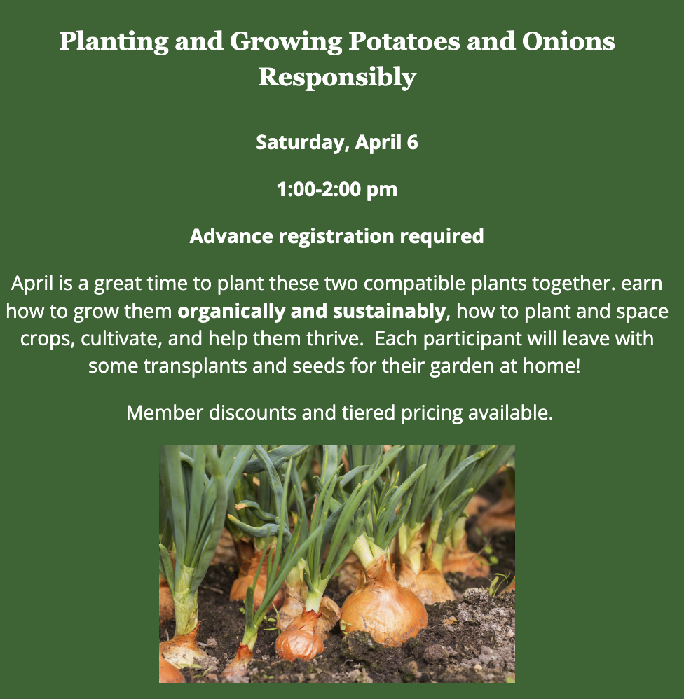 Planting and Growing Potatoes and Onions, Holly HIll Farm, Cohasset